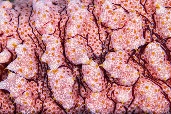Sea cucumber macro close up on the coral reef of the Similan Islands, Thailand