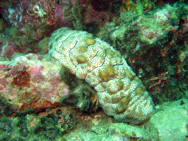 Sea Cucumber Coral Reef Indonesia — Stock Photo, Image