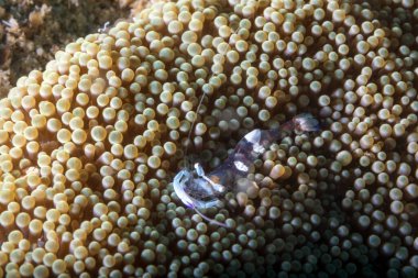 Baloncuklu mercan üzerindeki karides, Tayland 'daki phi phi adalarına dalmak.