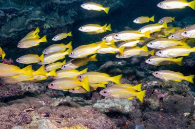 Tayland 'daki maymun adalarının mercan kayalıklarında bir grup balık.