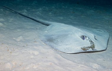 Jenkins 'in Kamçısı (