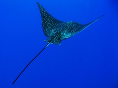 Mavi okyanusta kartal balığı, daha az foto.
