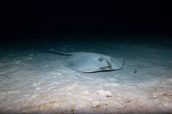 The Jenkins\' whipray (Pateobatis jenkinsii) is a species of stingray in the family Dasyatidae, with a wide distribution in the Indo-Pacific region. Scuba diving the similan islands in Thailand.