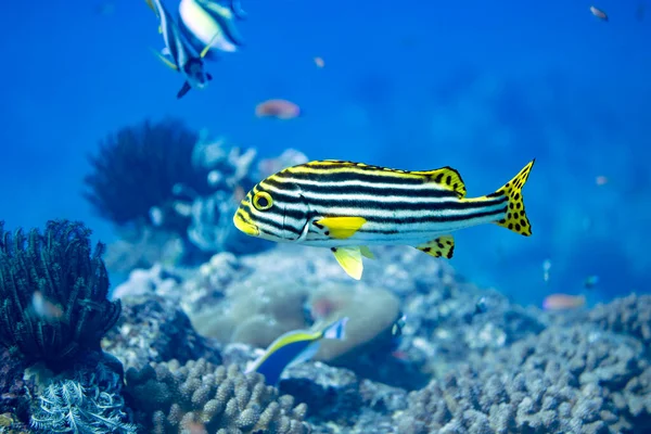 Tayland 'ın mercan resifinde sarı çizgili küçük balık