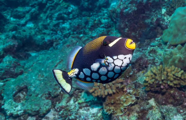 Clown Triggerfish Also Known Bigspotted Triggerfish Demersal Marine Fish Belonging — Stock Photo, Image