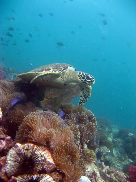Hawksbill Turtle Coral Reef Turtle Rock Maya Bay Phi Phi — Stock Photo, Image