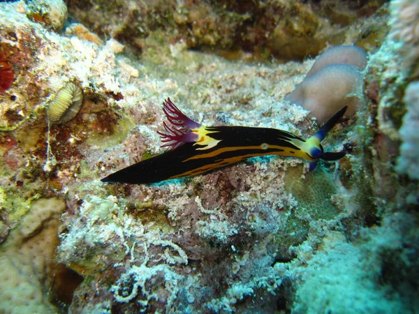 Sea Slug Coral Reef Andaman Sea Southern Thailand — Stock Photo, Image