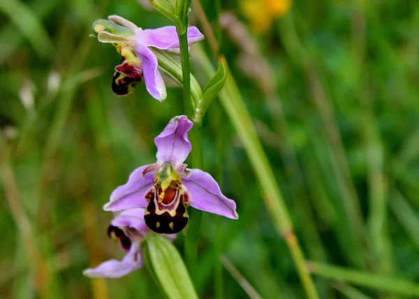 The bee orchid is a sneaky mimic - the flower\'s velvety lip looks like a female bee