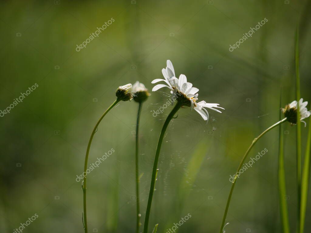 Oxeye Daisy a typical grassland plant, the oxeye daisy thrives on