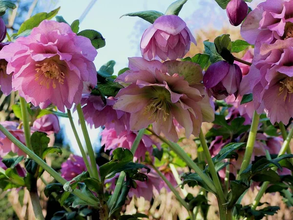 Hellebore pink  plants for winter interest, with elegant, nodding blooms in shades of green, white, pink or ruby