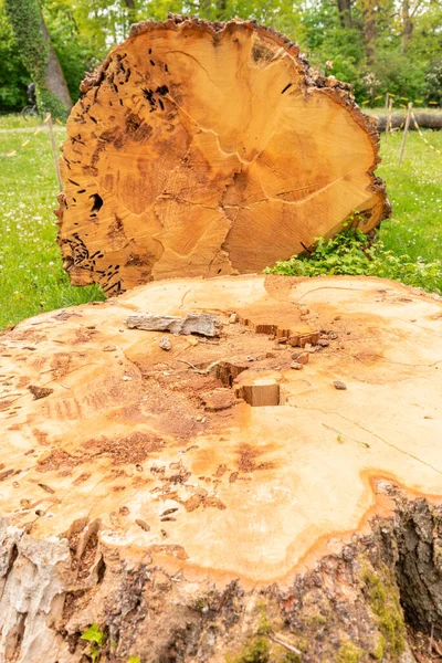 Eski Birkaç Yıllık Ağaçları Kesmek Çevre Kavramı Çevresel Bozulma Doğaya — Stok fotoğraf