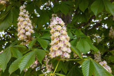 Çiçek açan kestane çiçekleri, güzel bahar