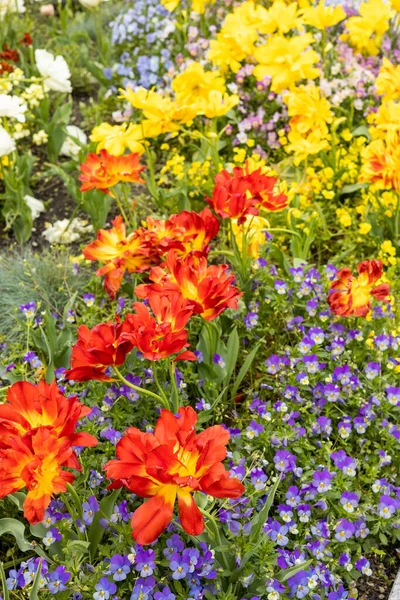 stock image Beautiful flower bed with blooming spring flowers, mainly tulips and pansies, vertical photo, close up