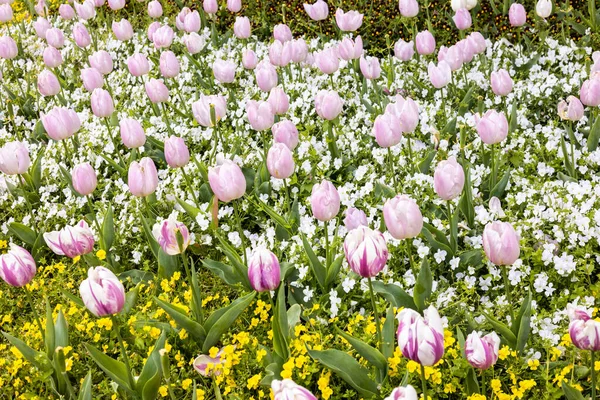 Egy Gyönyörű Virágágyás Virágzó Tavaszi Virágokkal Főleg Tulipánokkal Árvákkal Közelről — Stock Fotó