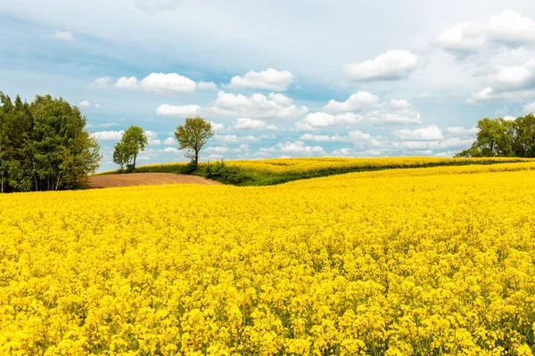Kanola tarlaları, manzara, Farmaland, tarla, sarı kolza tohumu çiçekleri, yatay fotoğraf