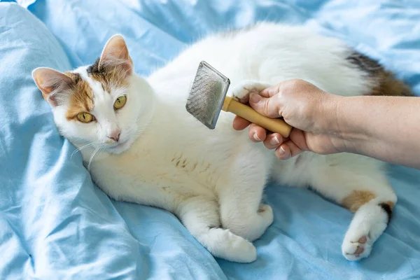 Czesanie Futro Kota Szczęśliwy Trójkolorowy Kot Kochający Być Pod Opieką — Zdjęcie stockowe
