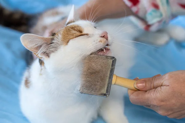 Czesanie Futro Kota Szczęśliwy Trójkolorowy Kot Kochający Być Pod Opieką — Zdjęcie stockowe