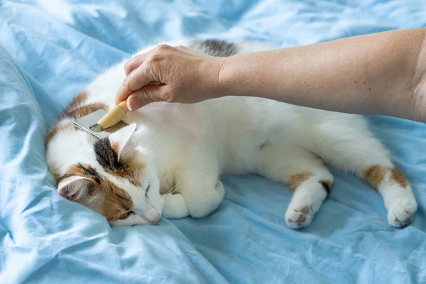 Uwodzenie Kota Czesanie Zabawa Ukochanym Zwierzakiem Zrelaksowany Szczęśliwy Kotek — Zdjęcie stockowe