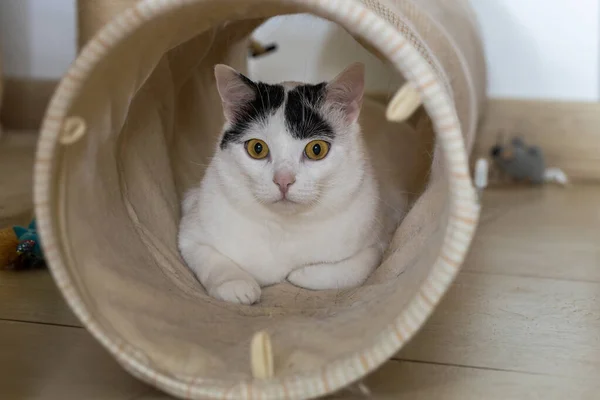 Niespokojny Kot Patrzy Tunelu Zwierzaka Koncepcja Zabawa Kotkiem Techniki Behawioralne — Zdjęcie stockowe