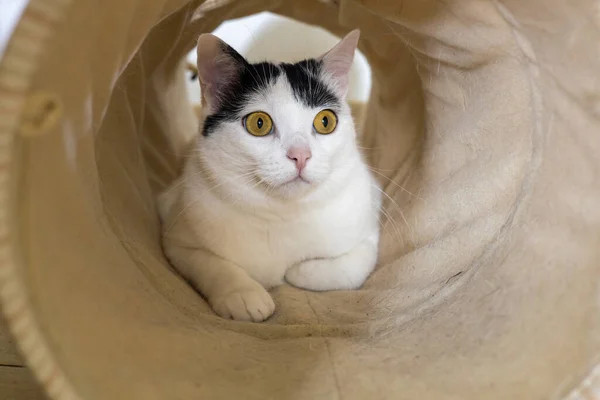 Gato Ansioso Mira Fuera Del Túnel Mascotas Concepto Jugando Con —  Fotos de Stock