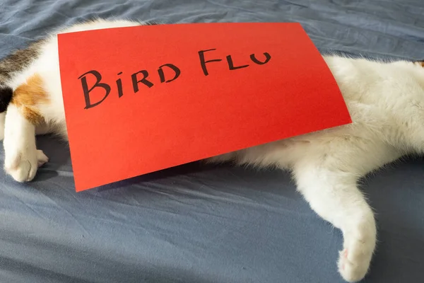 bird flu in cats, Alarming red card with the words Bird flu leaning on a lying cat, Concept, Animal diseases, taking care of the health of domestic kitten