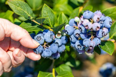 Bir kadın eli lezzetli ve sağlıklı yaban mersinlerine uzanıyor, çalılıklardan toplanıyor, ekolojik tarım, sağlıklı ve besleyici meyveler.
