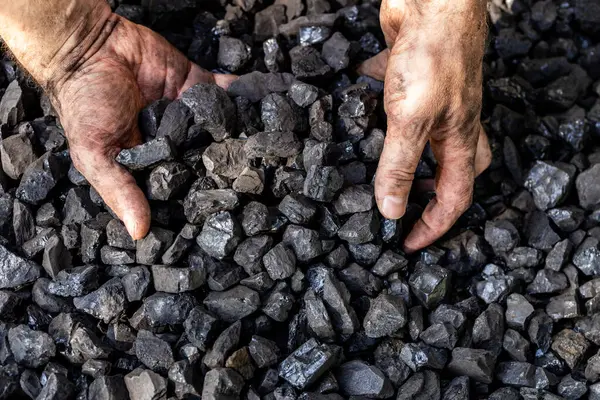 Coal and miners hands, Concept, rising price of coal, Heavy mining and industrial work, Energy from coal