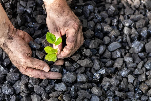 Руки Шахтаря Посадить Зелену Рослину Вугільну Купу Екологічна Концепція Вуглецю — стокове фото