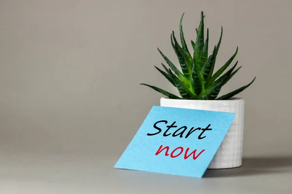 Symbol Start Now. Business concept words, start now on blue card leaning against succulent in pot. Beautiful gray background, motivational concept, start now. Space for copy