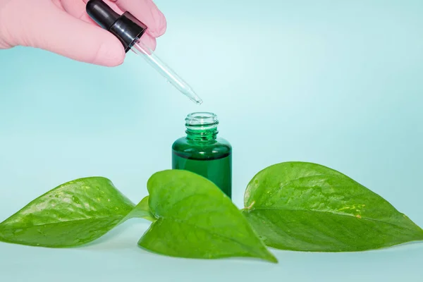Research on natural medicines, learning about green medicine, Aromatherapy, herbs, spice medicines, Nature supporting health, blue background, copy space