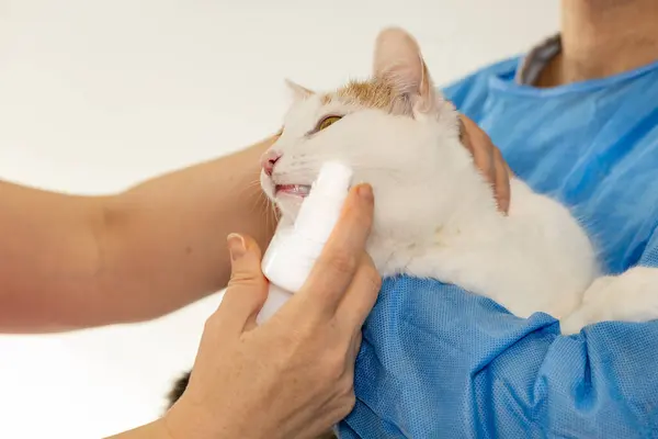 Gum and tooth diseases in cats, Veterinarian treats kitten\'s sick gums, Pet visits the doctor