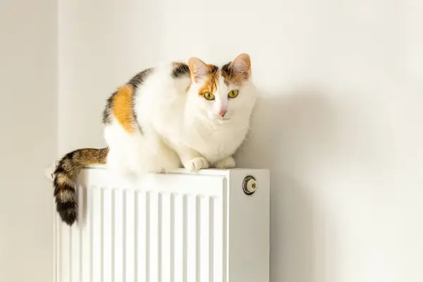 Beautiful tricolor cat sitting on the radiator, concept of domestic kitten or high home heating costs and increase in energy price