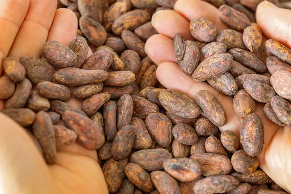 Trockene Kakaosamen Biologische Gesunde Biolebensmittel Konzept Kakaopreise Hoher Gehalt Magnesium Stockfoto