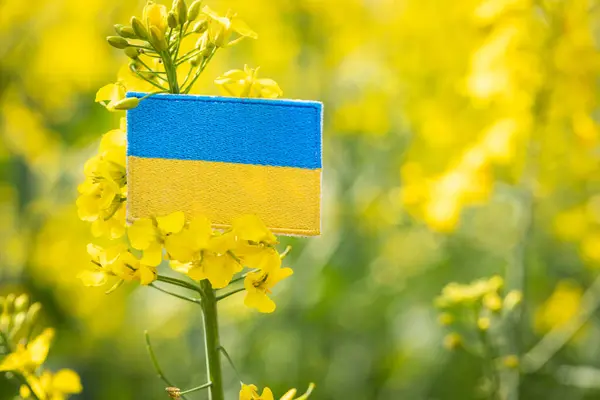 Ukraina Rolnictwo Koncepcja Przemysł Rolny Produkcja Żywności Biopaliw Kwitnące Pole Zdjęcia Stockowe bez tantiem