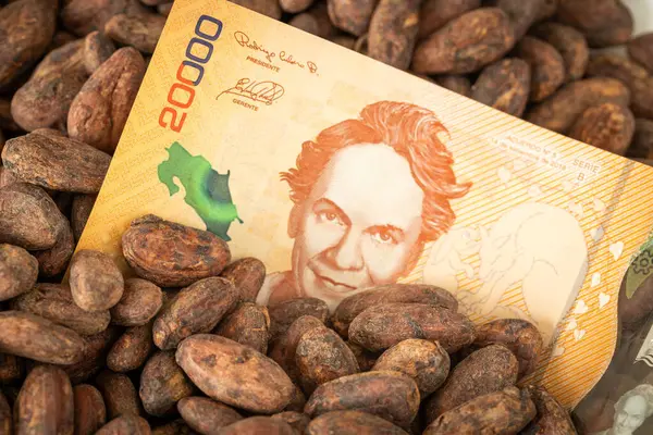 Najwyższej Jakości Nasiona Kakao Plantacji Kostaryce 000 Banknotów Jelita Grubego Obrazy Stockowe bez tantiem