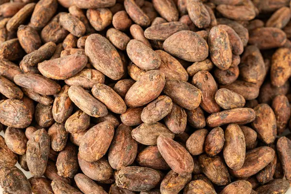 Torra Kakaobönor Ekologisk Hälsosam Ekologisk Mat Koncept Kakaopriser Hög Halt — Stockfoto
