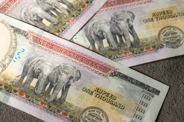 Nepal parası. En yüksek banknotlar, 1000 Nepal rupisi. Nepal para biriminde fil. Finansal başarı. İş konsepti