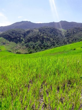 Dağların güzel doğası