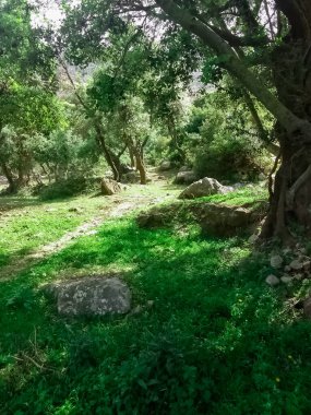 Kırsal kesimde doğanın gölgeleri altında