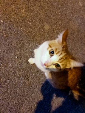 Loyal and affectionate companion is cat