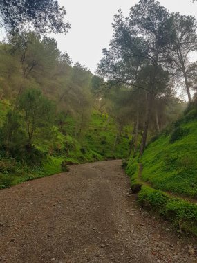 Downhill footpath to explore the charming grass under the pine trees of a picturesque mountain
