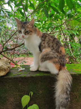 Çalı kuyruklu kedi duvarda oturuyor.