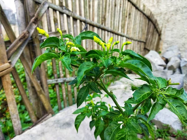 Yeşil bir bahçede acı biber (Latince: Capsicum annuum). Yeşil biber..