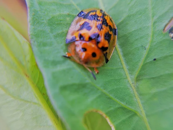 Yaprağın üzerindeki palyaço uğur böceğinin seçici odağı. Hayvan makro fotoğrafı