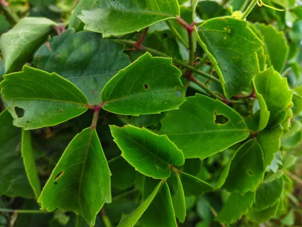 Cayratia trifolia is a climbing plant, a branching tendril. Wild Plants.