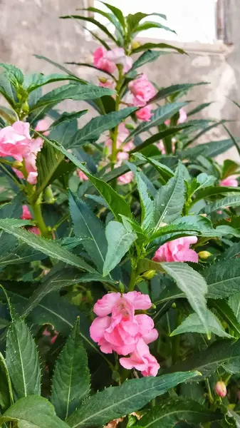 Balsam çiçeği (Impatiens balsamina Linn) çiçek açar. Pembe Bahçe Balsamı.
