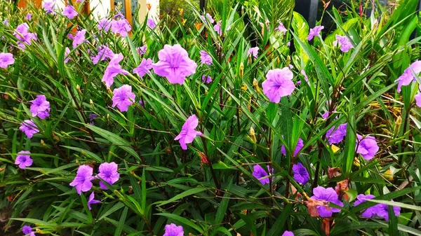 Ruellia Tüberosa 'nın güzel çiçekleri yol boyunca yetişir. Dekoratif bitkiler.