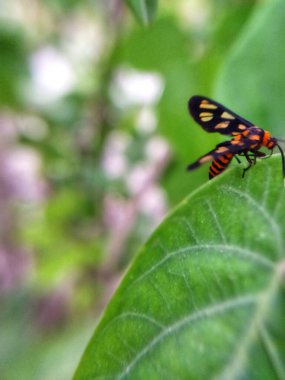 Yaban arısı güvesi yaprağın üzerinde çözünür. Hayvan makro fotoğrafı