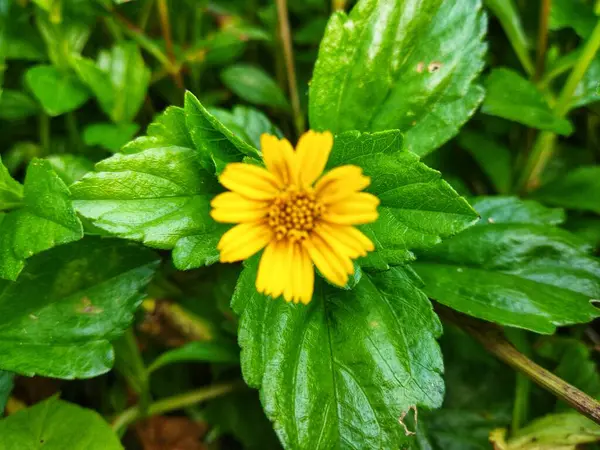 Güneşli bir günde Wedelia çiçekleri (Sphagneticola trilobata).