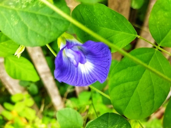 stock image Butterfly pea plant, Clitoria ternatea flower. Selective focus